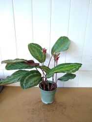 Calathea 'Jungle Cat'