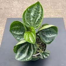 Peperomia 'Ecuador'