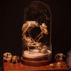 Wendigo Skeleton Curiosity Cabinet