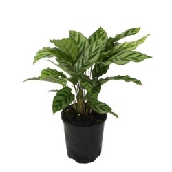 Calathea Freddy