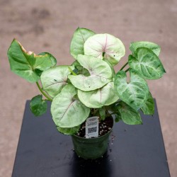 Syngonium podophyllum 'Bold Allusion'