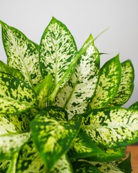 Dieffenbachia Compacta