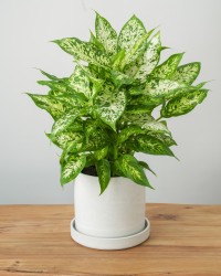 Dieffenbachia Compacta