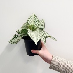 Aphelandra Snowflake Indoor Plant