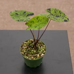 Colocasia esculenta 'Mojito'