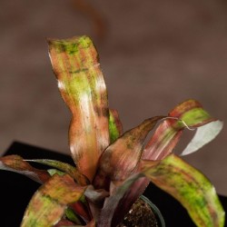 Bromeliad Cryptanthus 'Calypso'