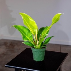 Philodendron 'Moonlight' (Rare)