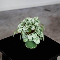 Peperomia caperata 'Frost'