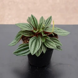 Peperomia 'Eden Rosso'