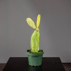 Cactus Opuntia cochenillifera f. variegata