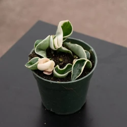 Hoya carnosa 'Compacta Variegata' "Variegated Hindu Rope"