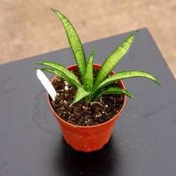 Sansevieria 'Lilliput'