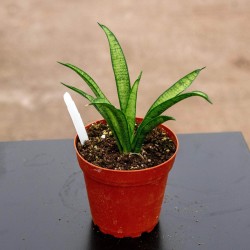 Sansevieria 'Lilliput'