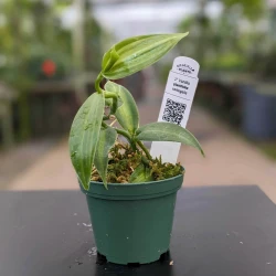 Vanilla planifolia variegata