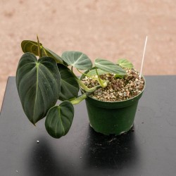 Philodendron melanochrysum