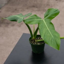 Philodendron barrosoanum