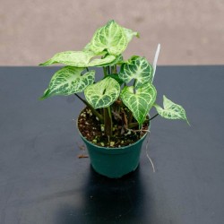 Syngonium podophyllum 'Batik'