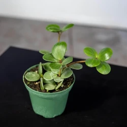 Peperomia 'Hope'