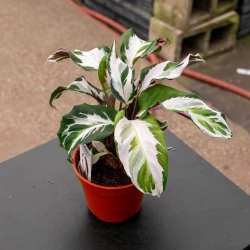 Calathea 'Stella'