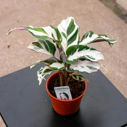 Calathea 'Stella'