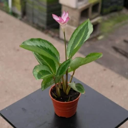 Calathea 'Gecko'