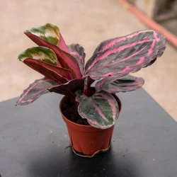 Calathea roseopicta 'Princess Jessie'