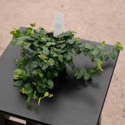 Ficus pumila