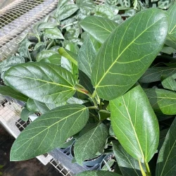 Ficus benghalensis 'Audrey'