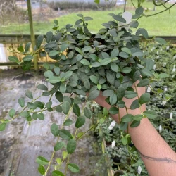 Ficus vaccinioides