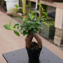 Ficus microcarpa 'Ginseng'