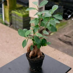 Ficus microcarpa 'Ginseng'