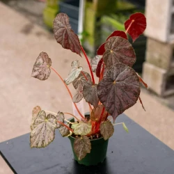 Begonia 'Passing Storm'