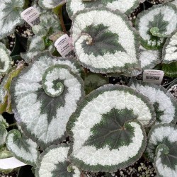 Begonia rex 'Escargot'