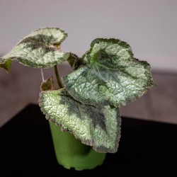 Begonia rex 'Escargot'