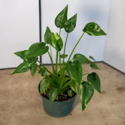 Alocasia 'Tiny Dancers'