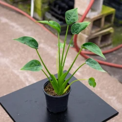 Alocasia 'Tiny Dancers'