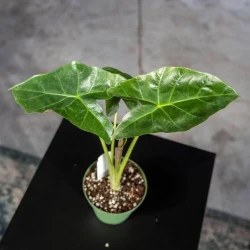 Alocasia 'Mayan Mask'