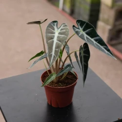 Alocasia 'Bambino'