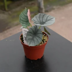 Alocasia nebula 'Imperialis'