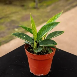 Aglaonema 'Stars'