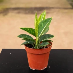 Aglaonema 'Stars'