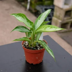 Aglaonema 'Leprechaun'