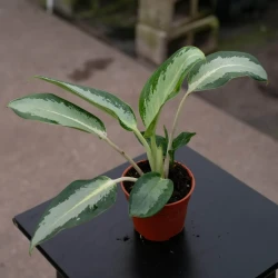 Aglaonema 'Green Bowl'