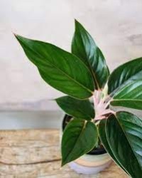 Aglaonema Saphire