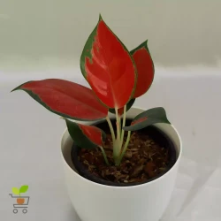 Aglaonema Thai Red