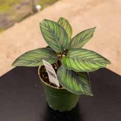 Calathea Beauty Star