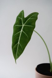 Alocasia micholitziana