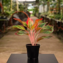 Aglaonema 'Jasper Jones'