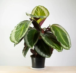 Calathea Cobra Pink