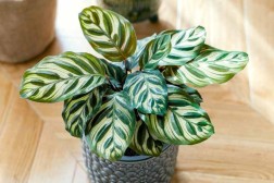 Calathea Peacock